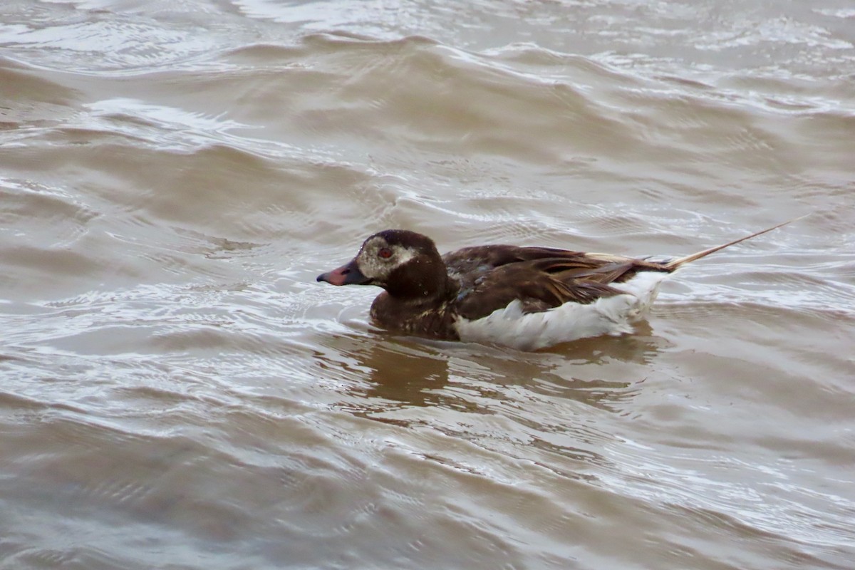 Long-tailed Duck - Guy Poisson