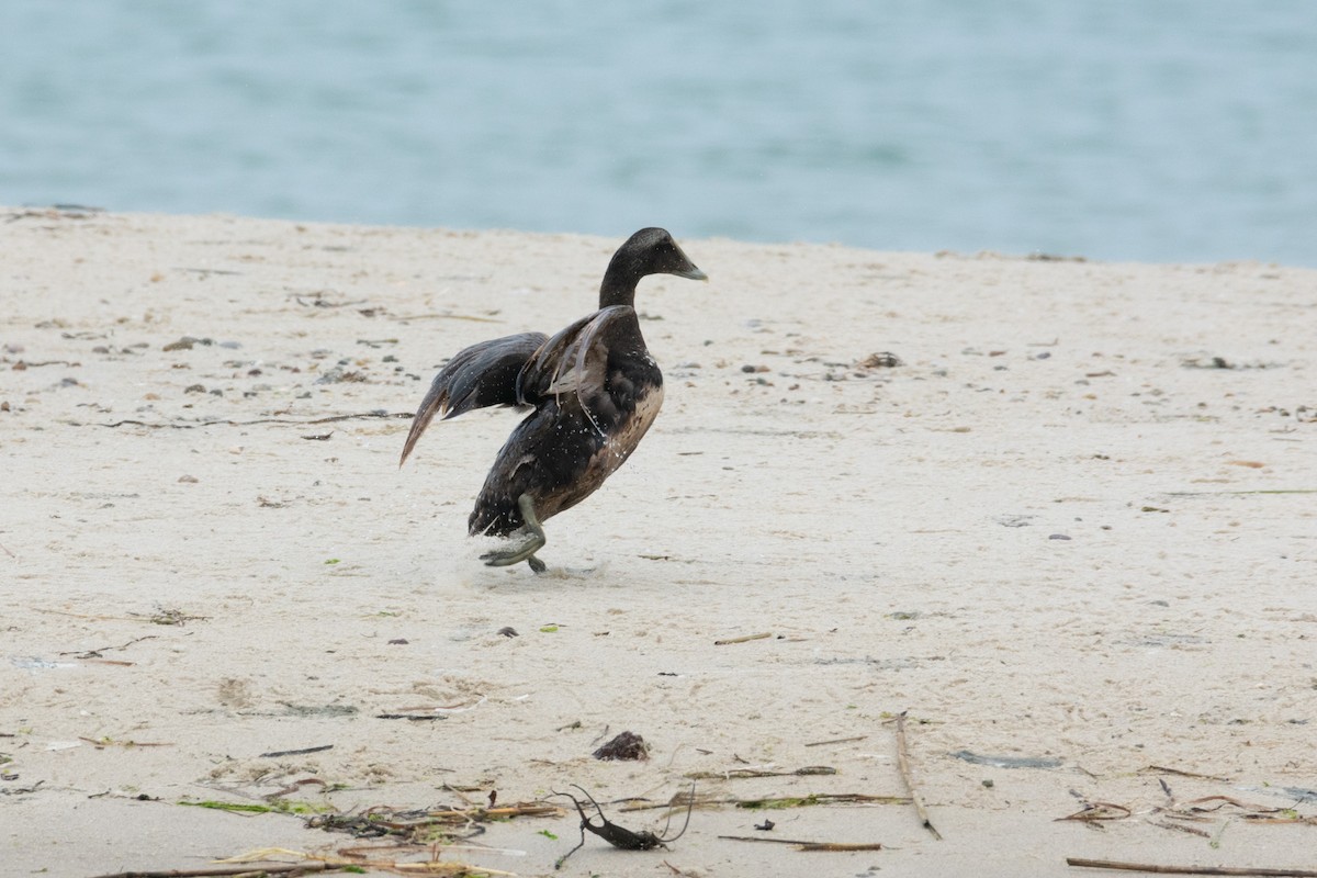 Common Eider (Dresser's) - ML622809503