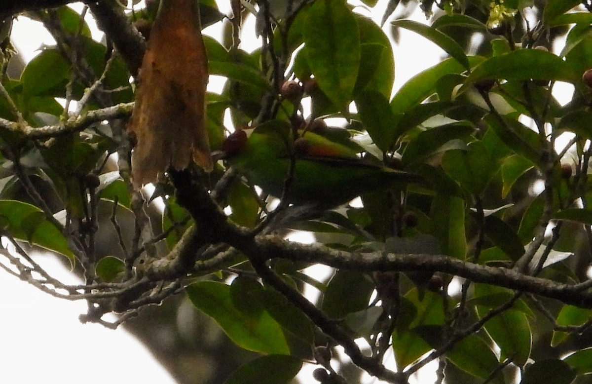 Rufous-winged Tanager - ML622809530