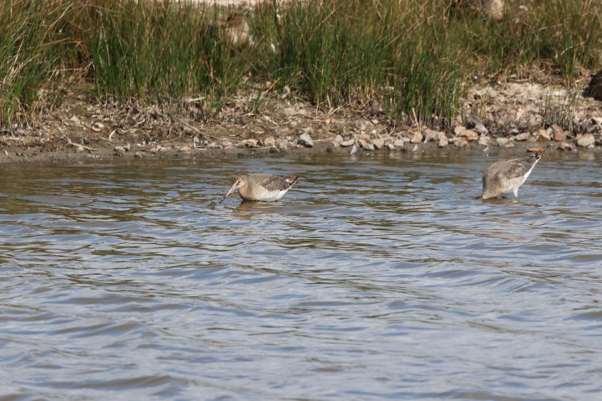 Black-tailed Godwit - Alan Bird