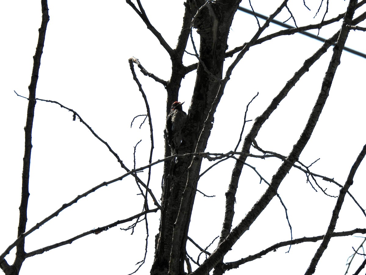 Red-naped Sapsucker - ML622809540