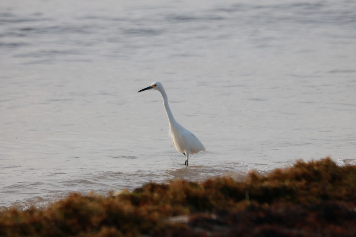 Snowy Egret - Shaan Purohit