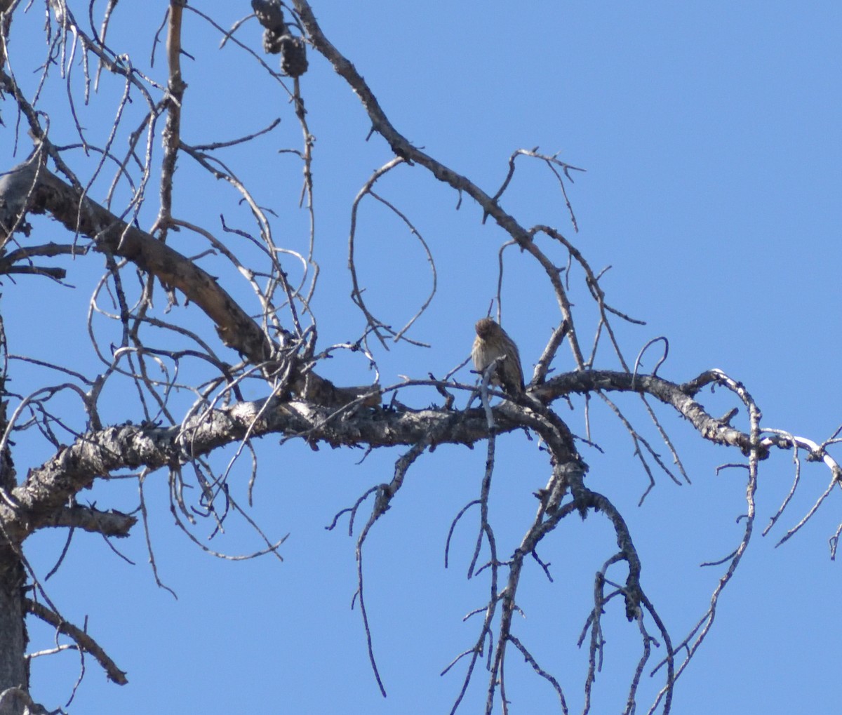 Pine Siskin - Robert Tonge