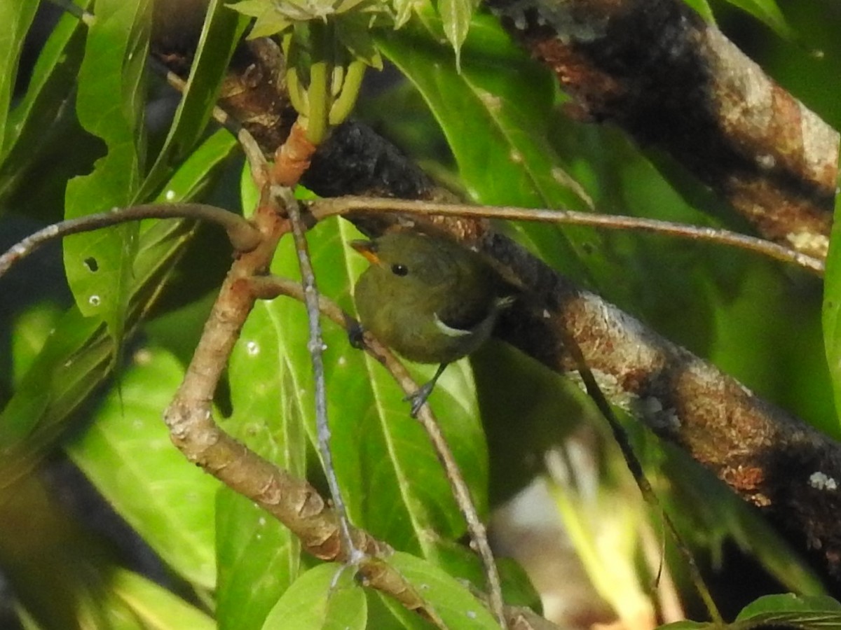 Prionochilus/Dicaeum sp. - ML622809554