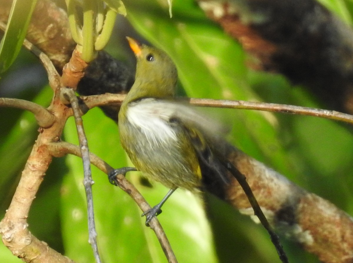 Prionochilus/Dicaeum sp. - ML622809555