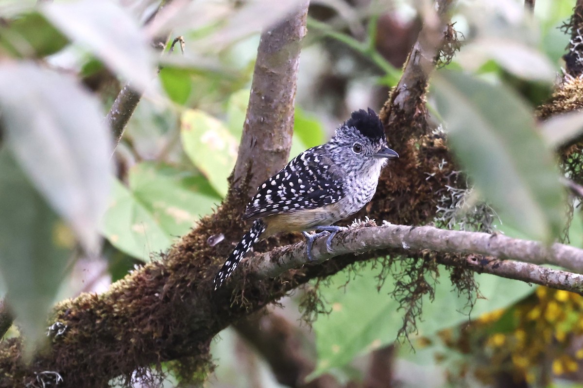 Chapman's Antshrike - ML622809635