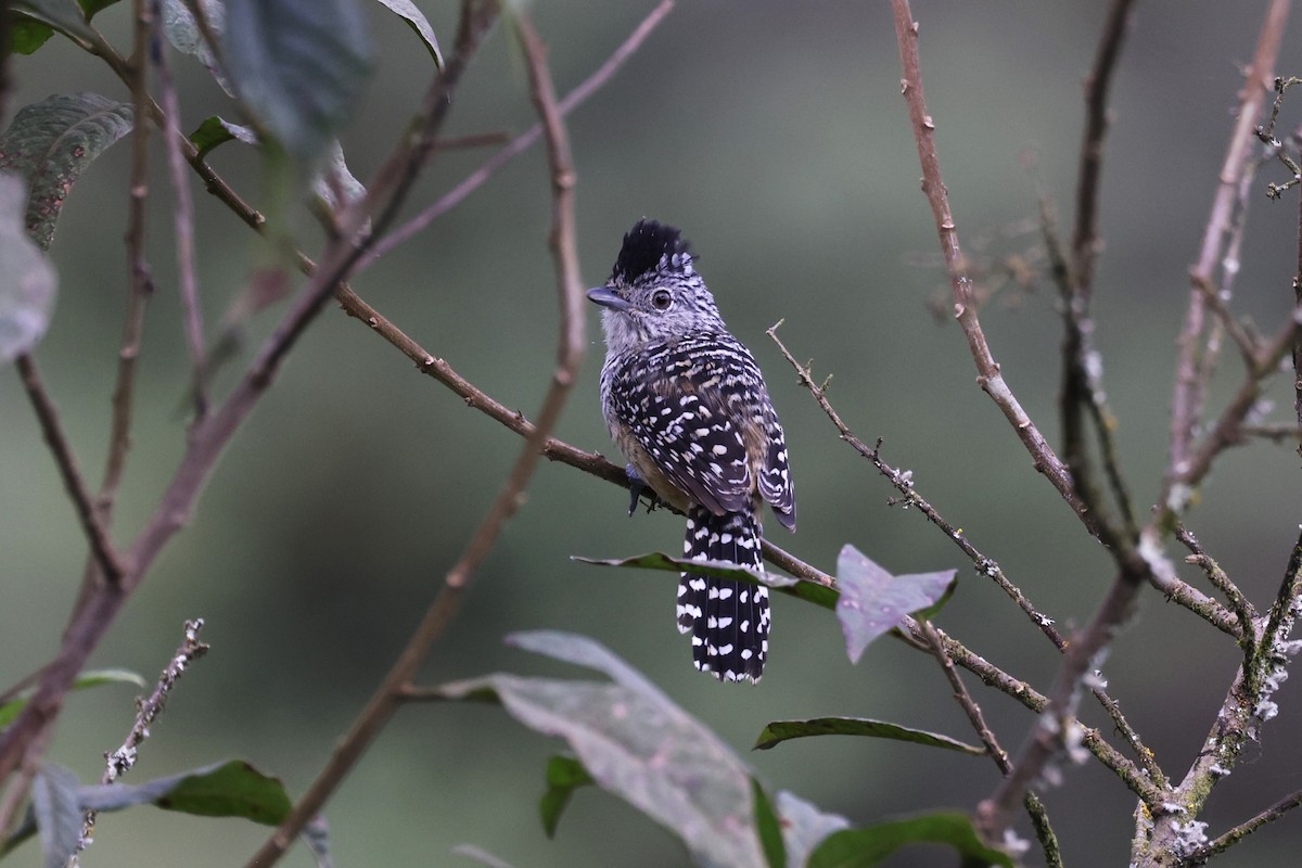 Chapman's Antshrike - ML622809638