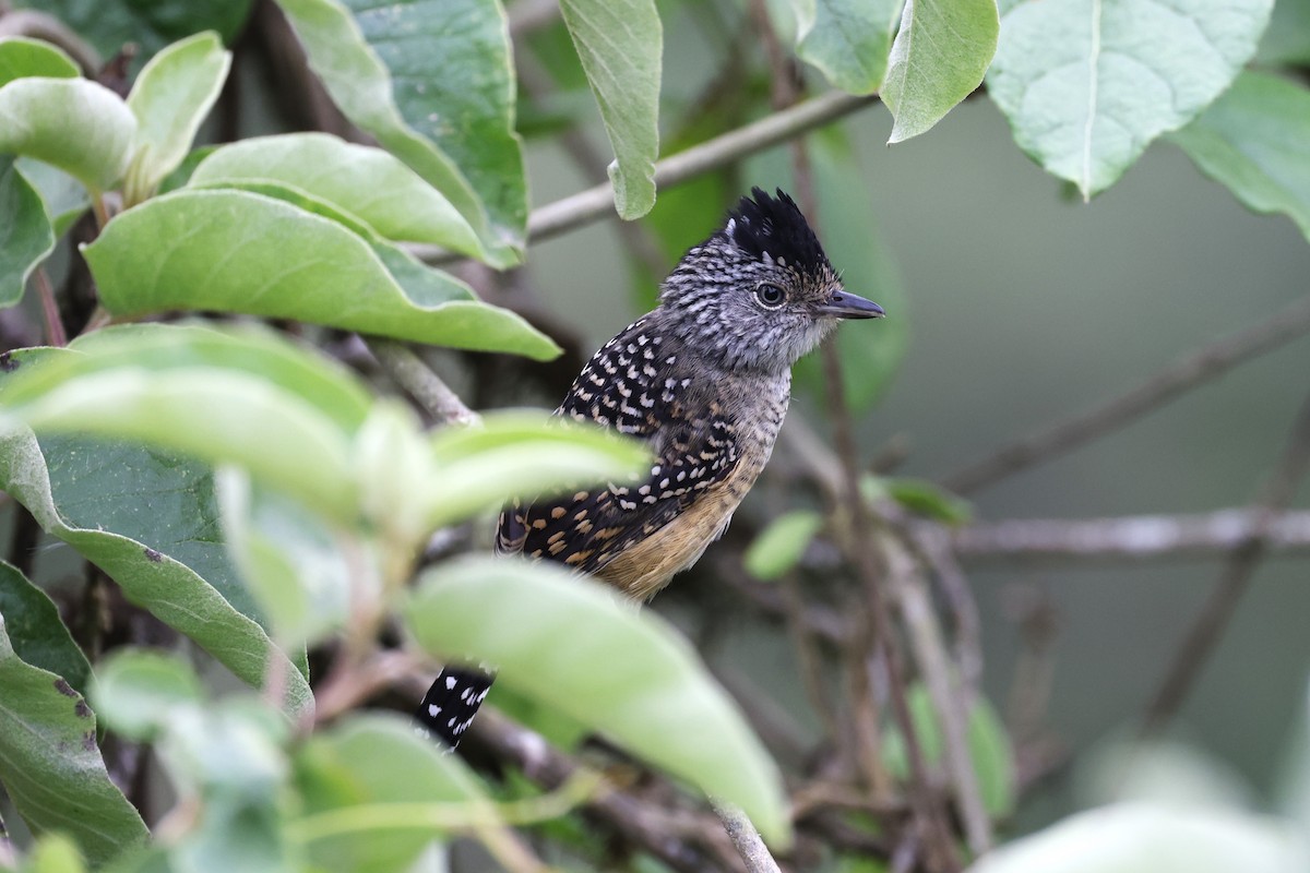 Chapman's Antshrike - ML622809643