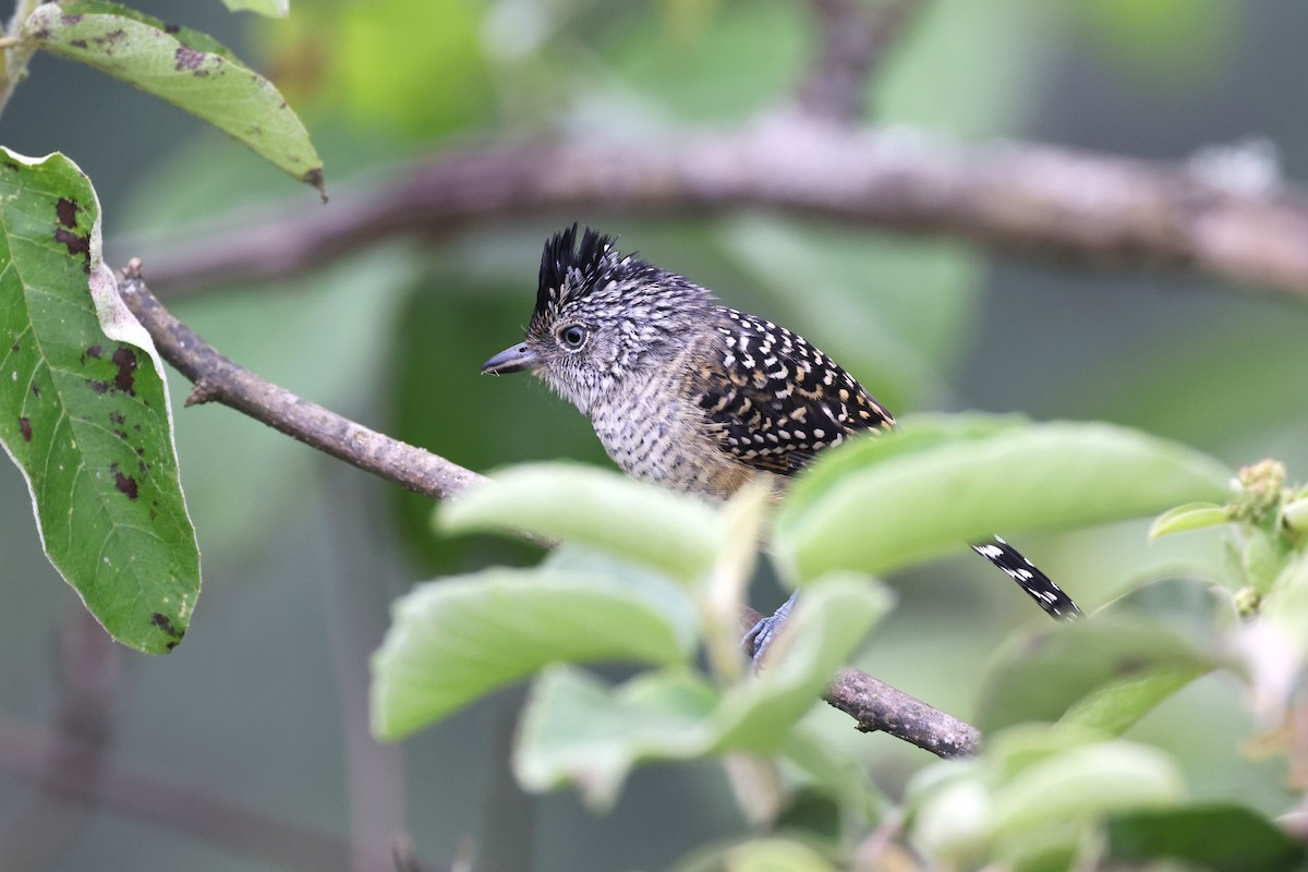 Chapman's Antshrike - ML622809648