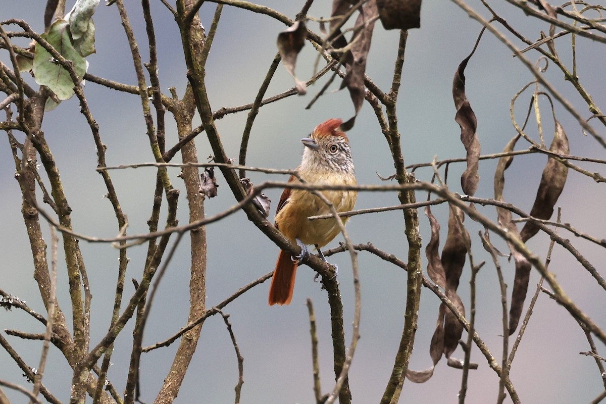 Chapman's Antshrike - ML622809649