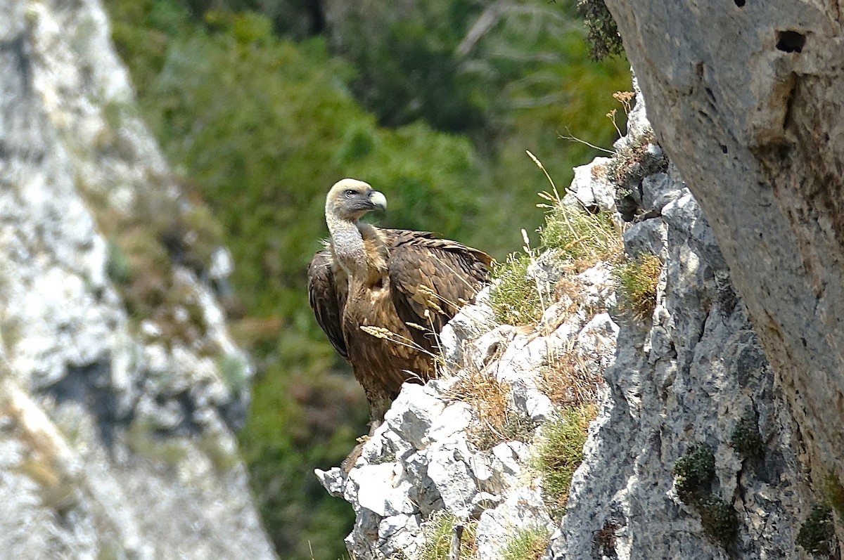 Eurasian Griffon - Edurne Ugarte