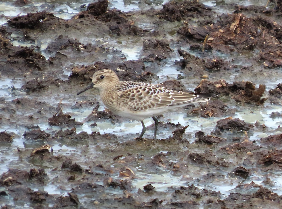 Baird's Sandpiper - tom aversa