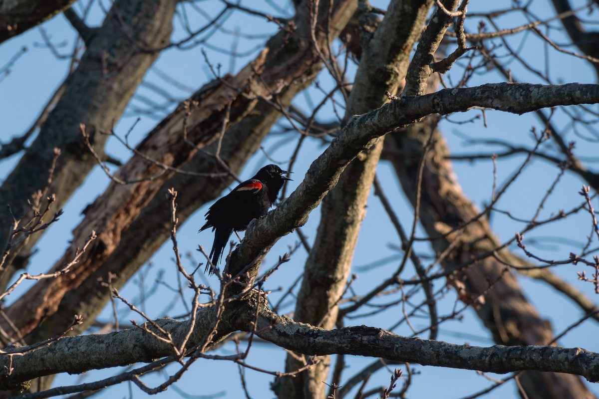 Red-winged Blackbird - Anthony Esposito