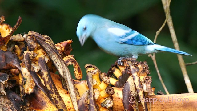 Blue-gray Tanager (White-edged) - ML622809696