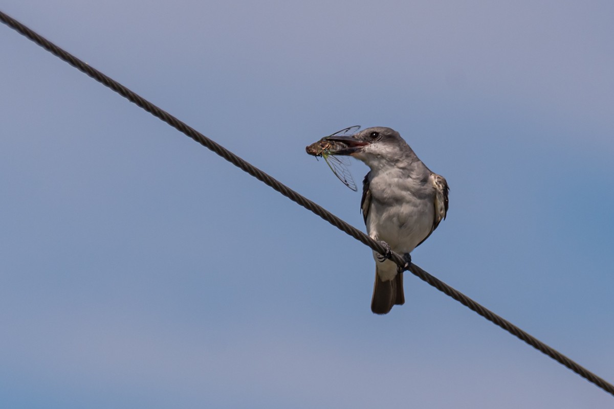 Gray Kingbird - ML622809700