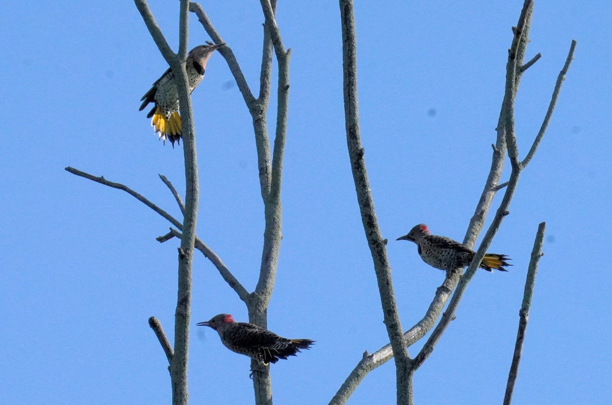 Northern Flicker - ML622809705