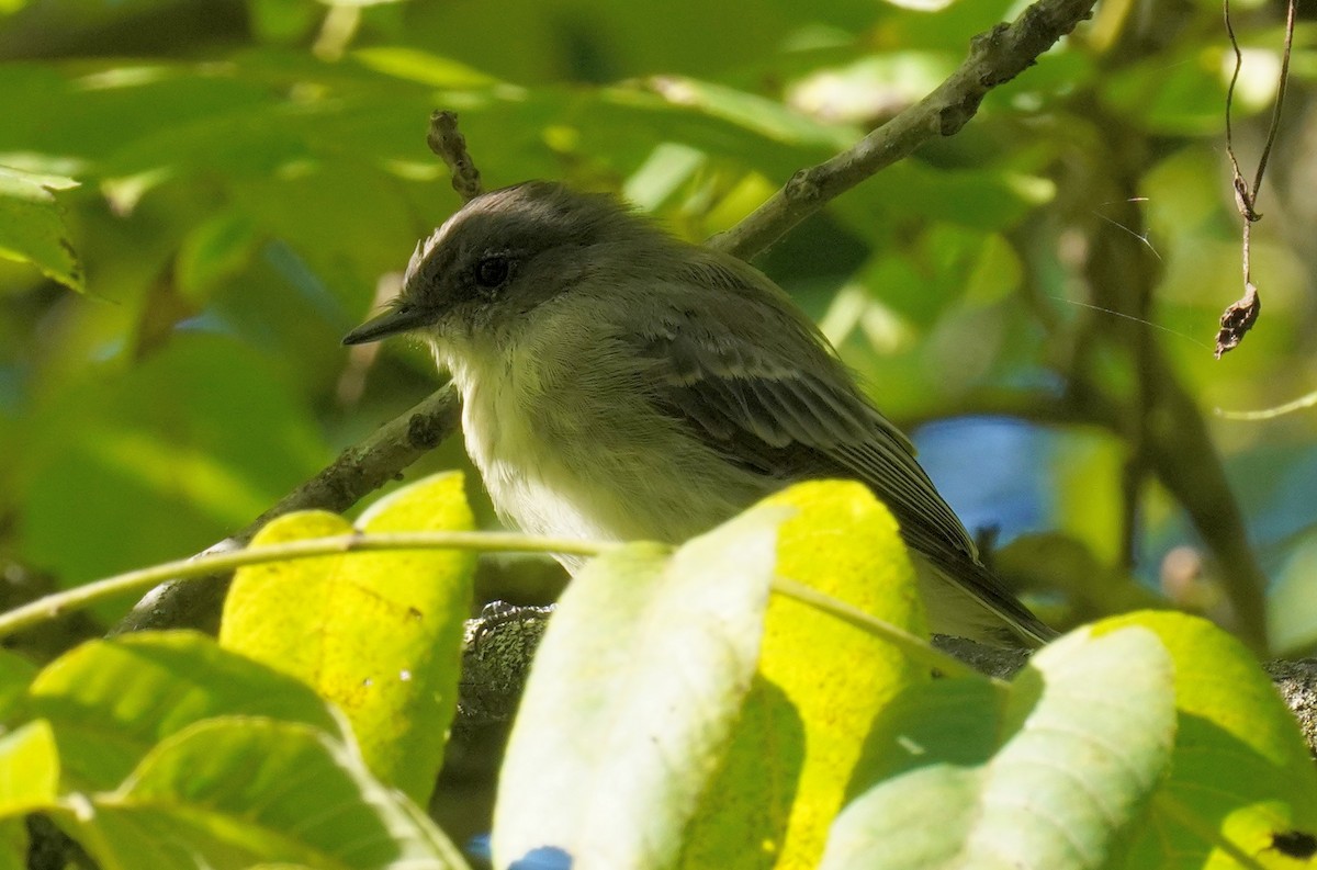 Eastern Phoebe - ML622809739