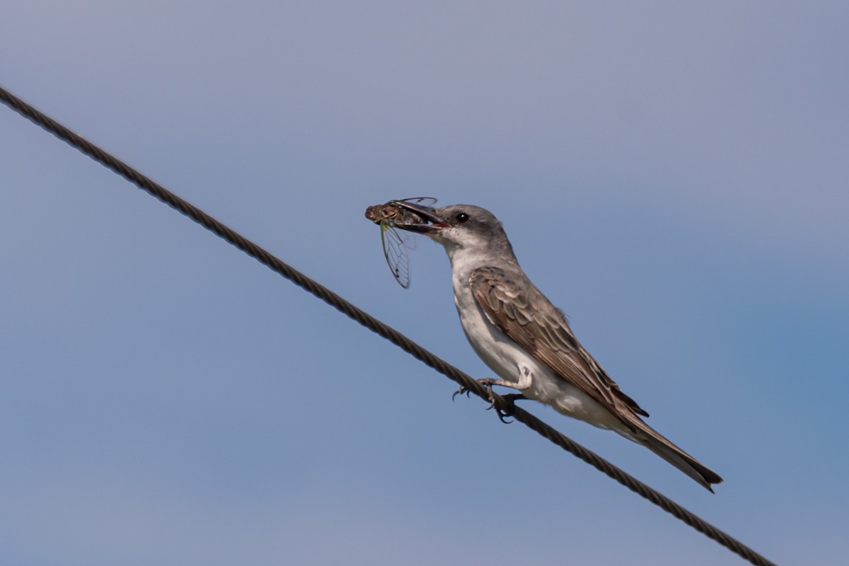 Gray Kingbird - ML622809748