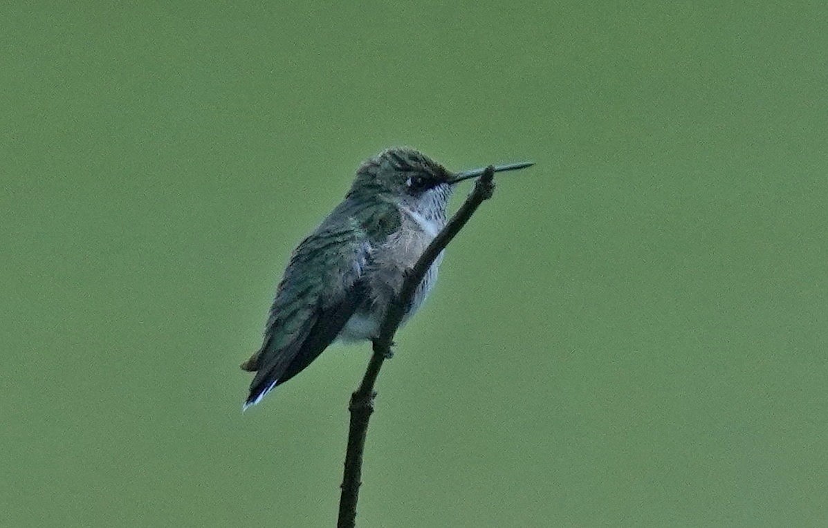 Ruby-throated Hummingbird - ML622809751