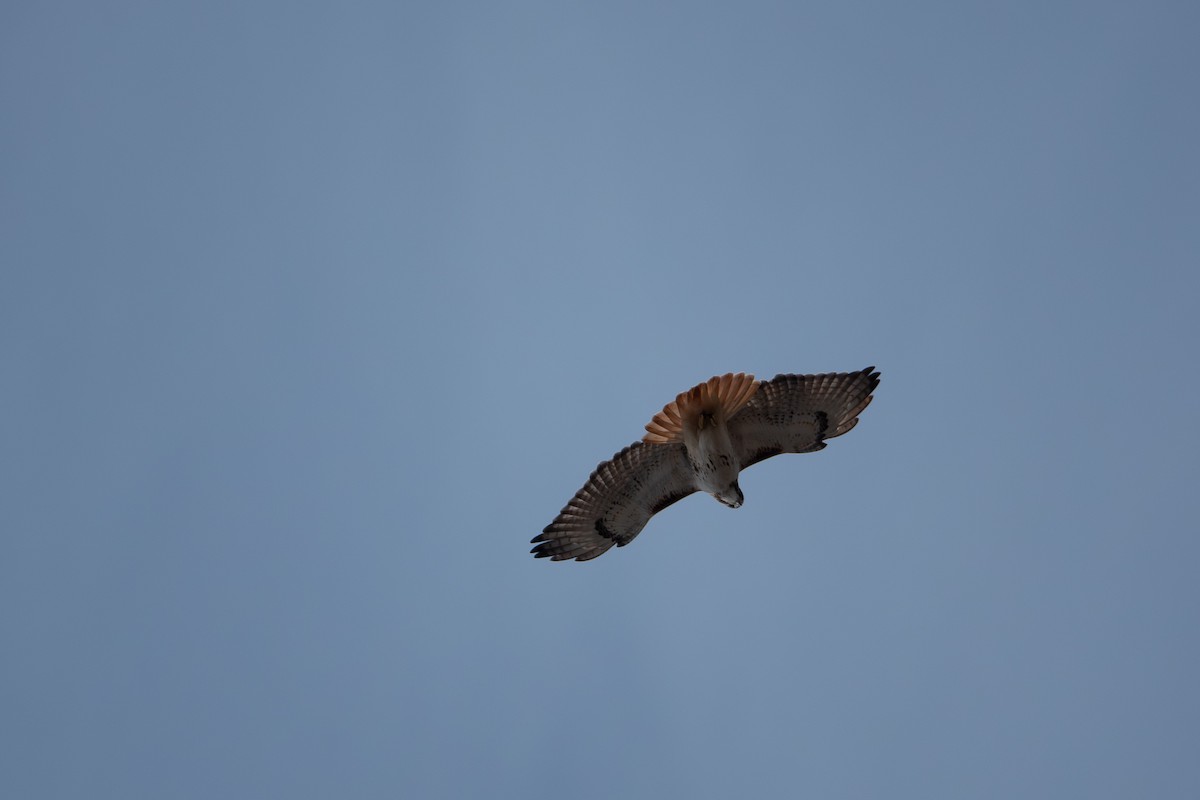 káně rudochvostá (ssp. borealis) - ML622809753