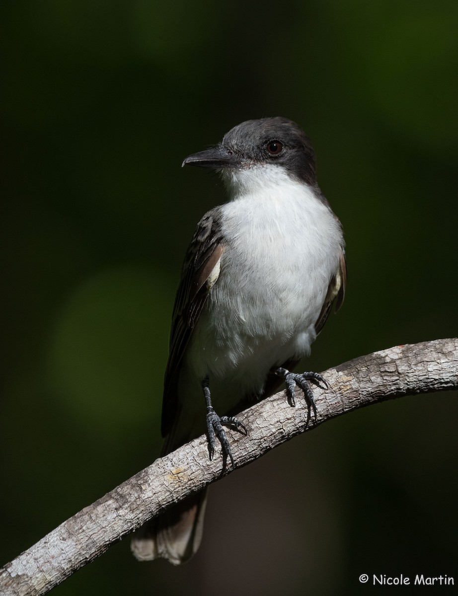 Loggerhead Kingbird - ML622809790