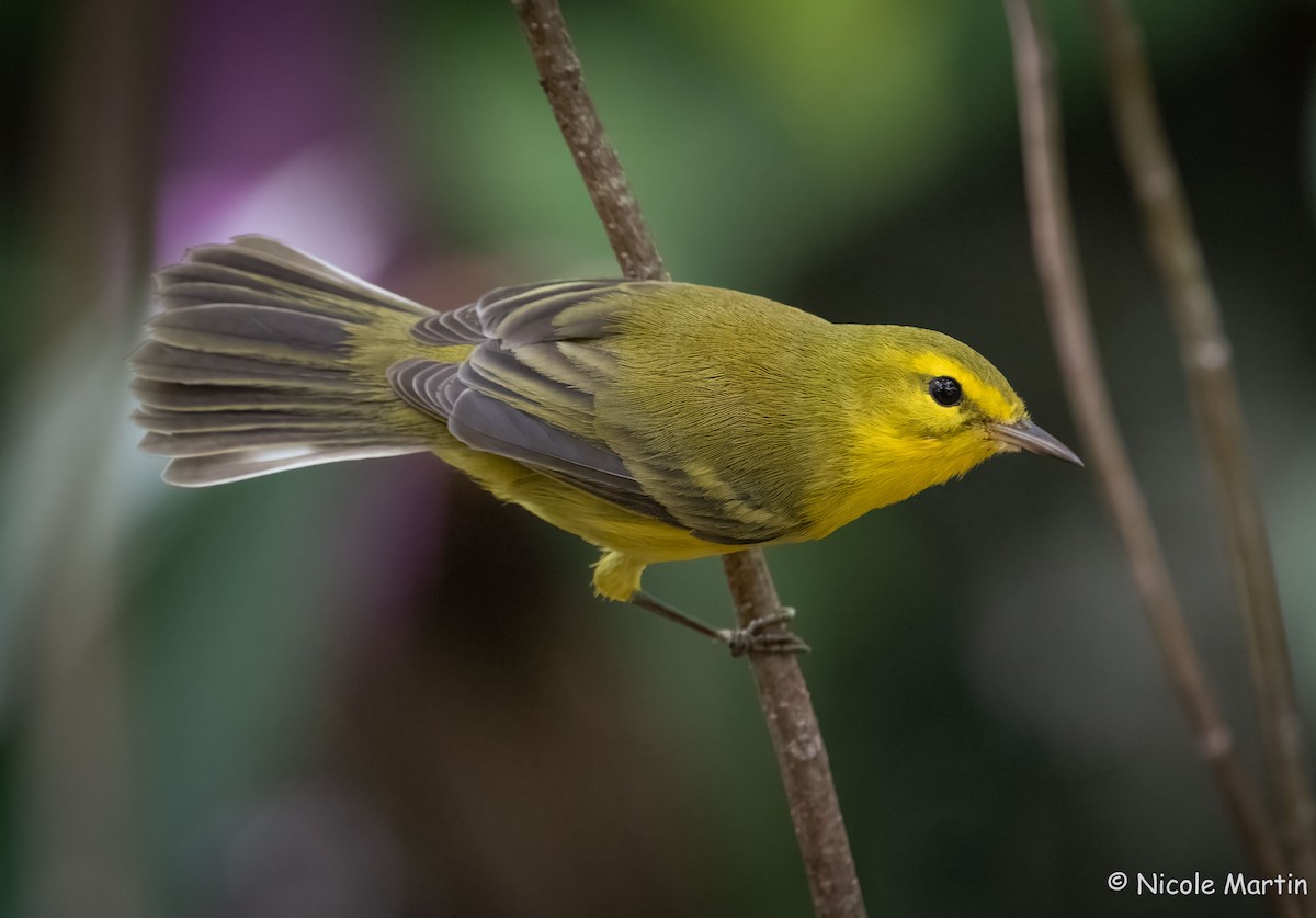 Vitelline Warbler - Nicole Martin