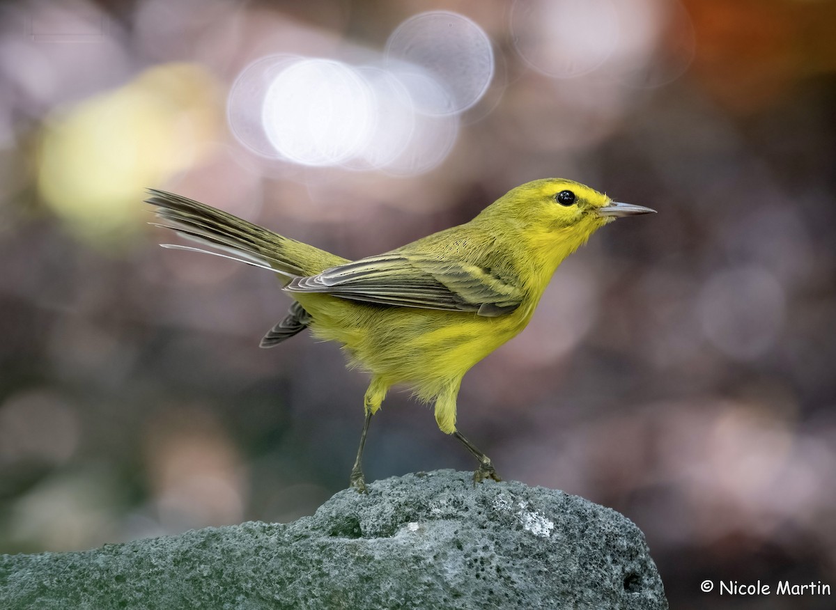 Vitelline Warbler - ML622809797