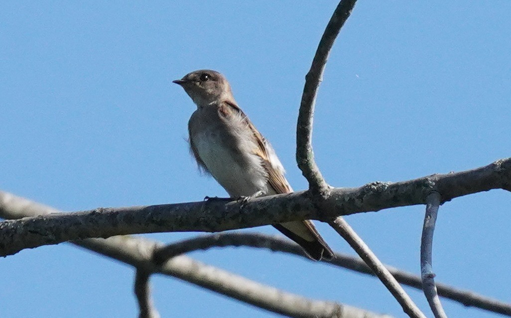 Northern Rough-winged Swallow - ML622809809