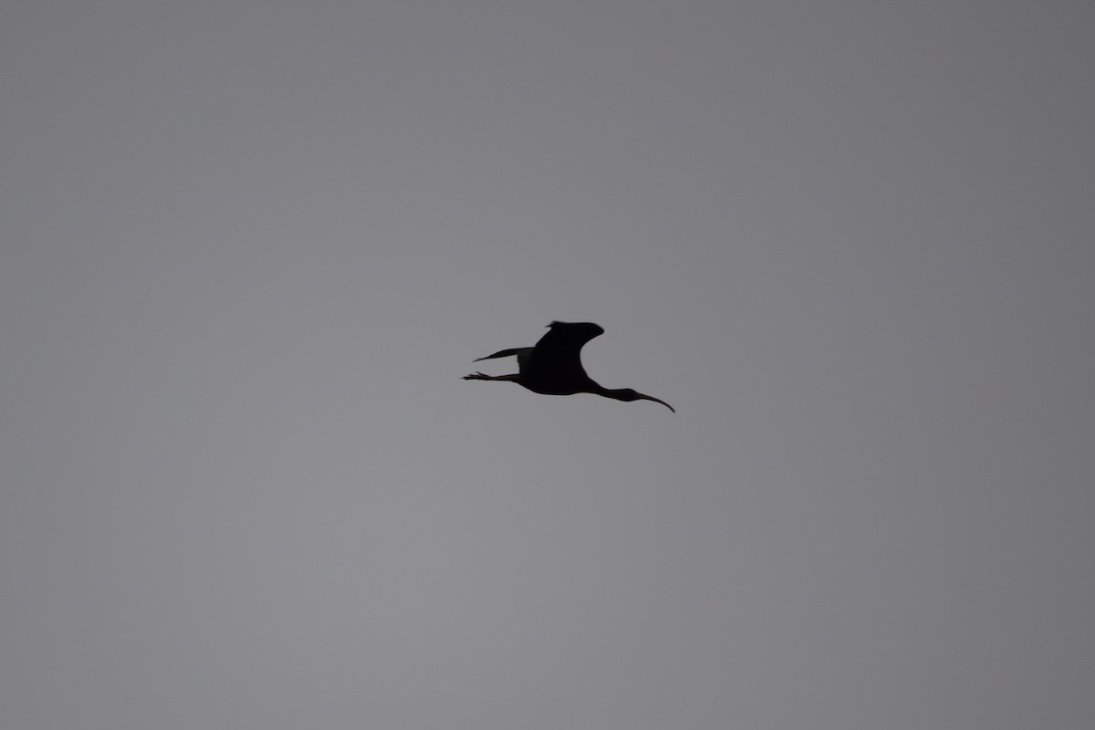 ibis hnědý - ML622809837