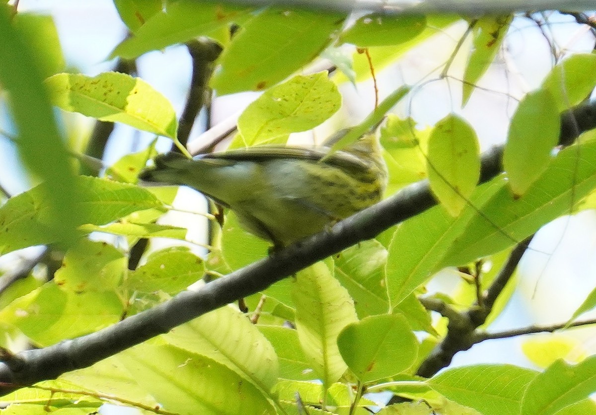 Cape May Warbler - ML622809950