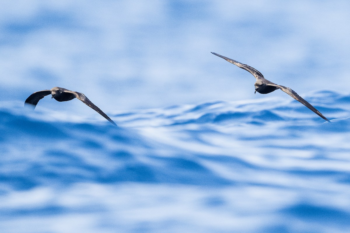 Markham's Storm-Petrel - ML622809952