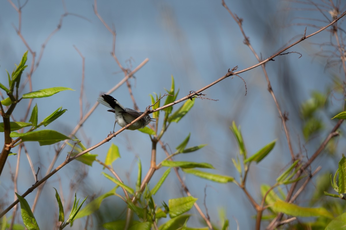 Blue-gray Gnatcatcher - ML622809982