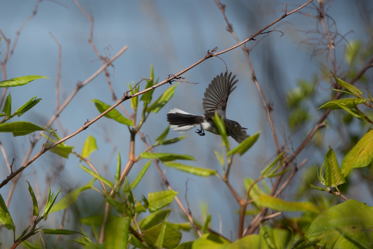 Blue-gray Gnatcatcher - ML622809983