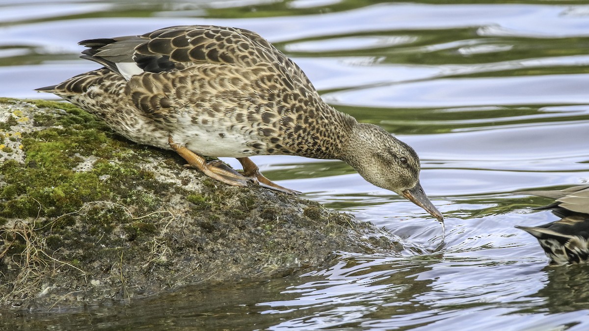 Gadwall - ML622810009