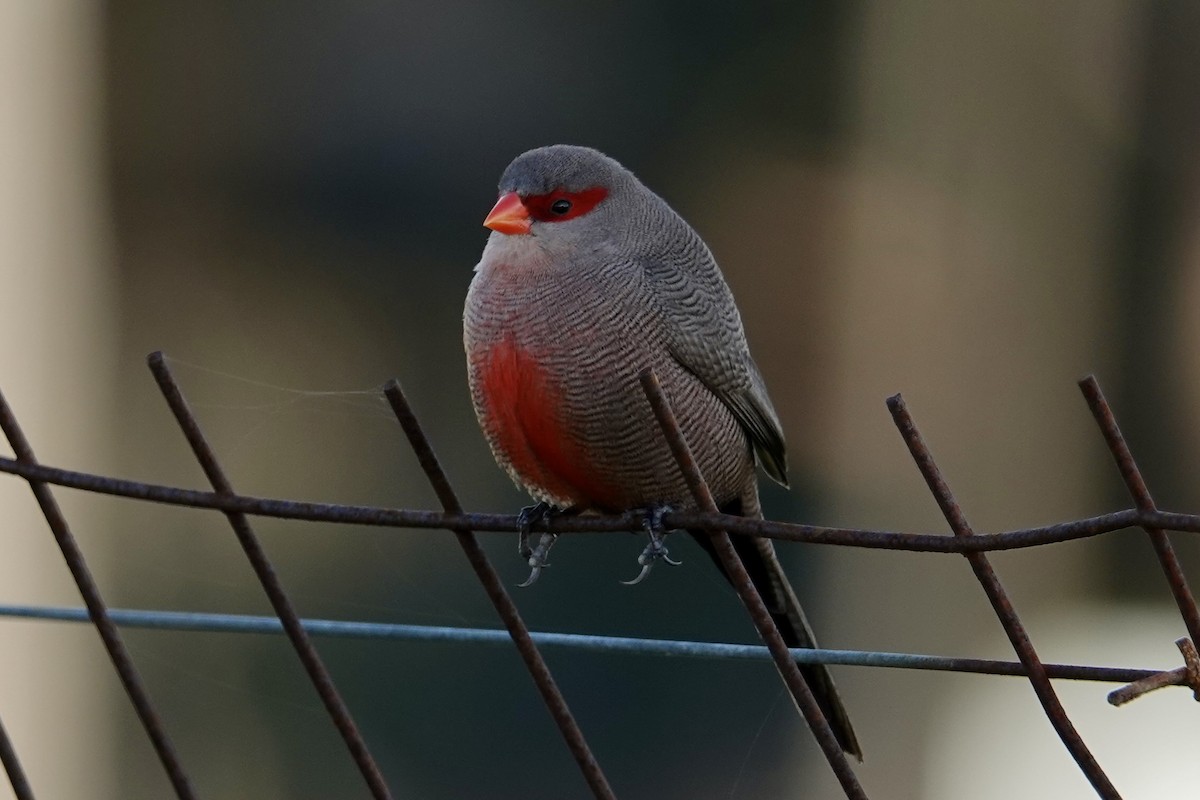 Common Waxbill - Sarel Snyman