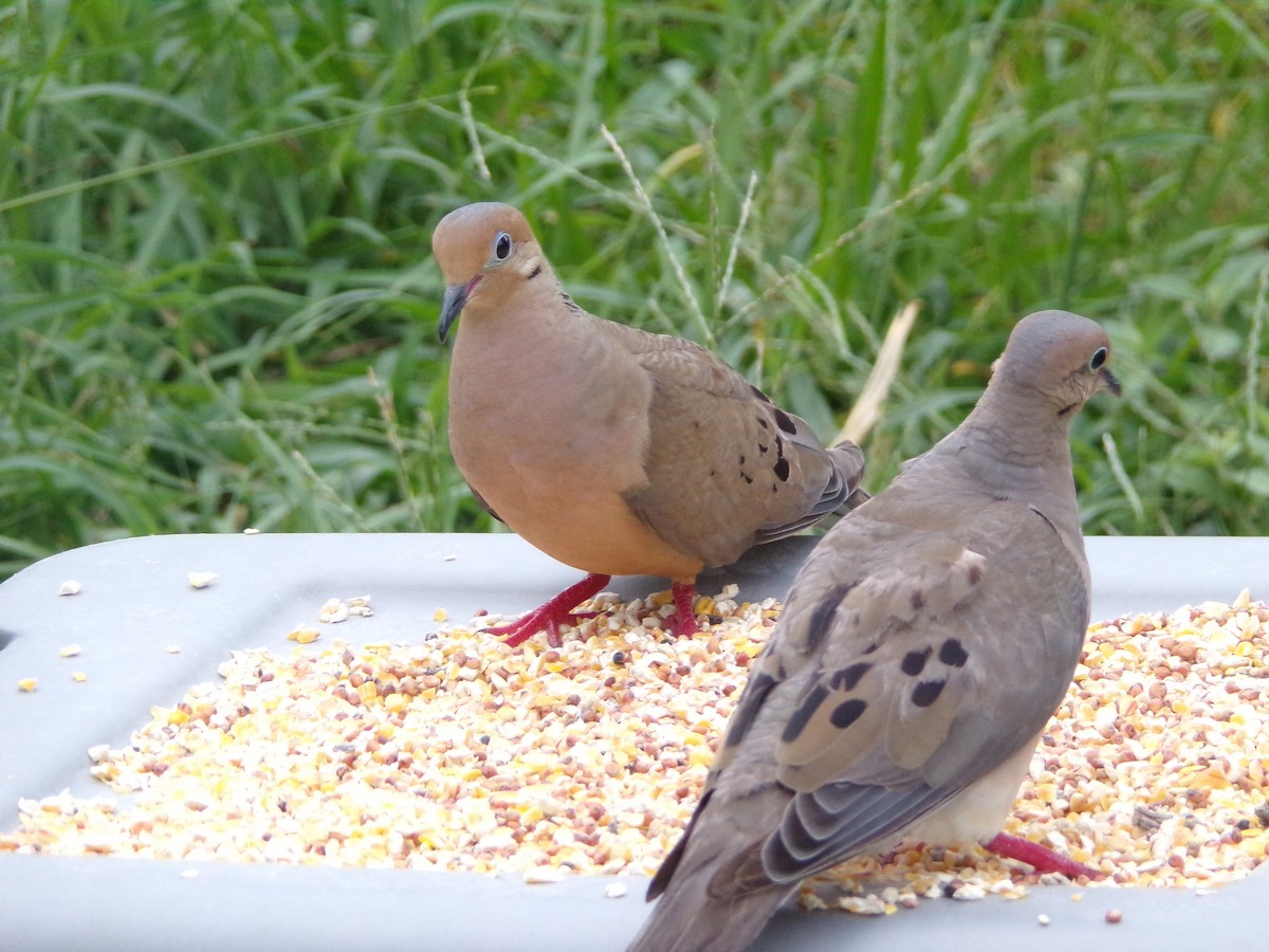 Mourning Dove - Texas Bird Family