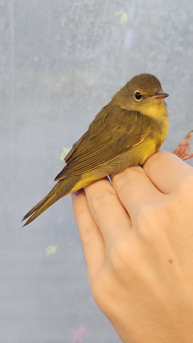 Mourning Warbler - ML622810027