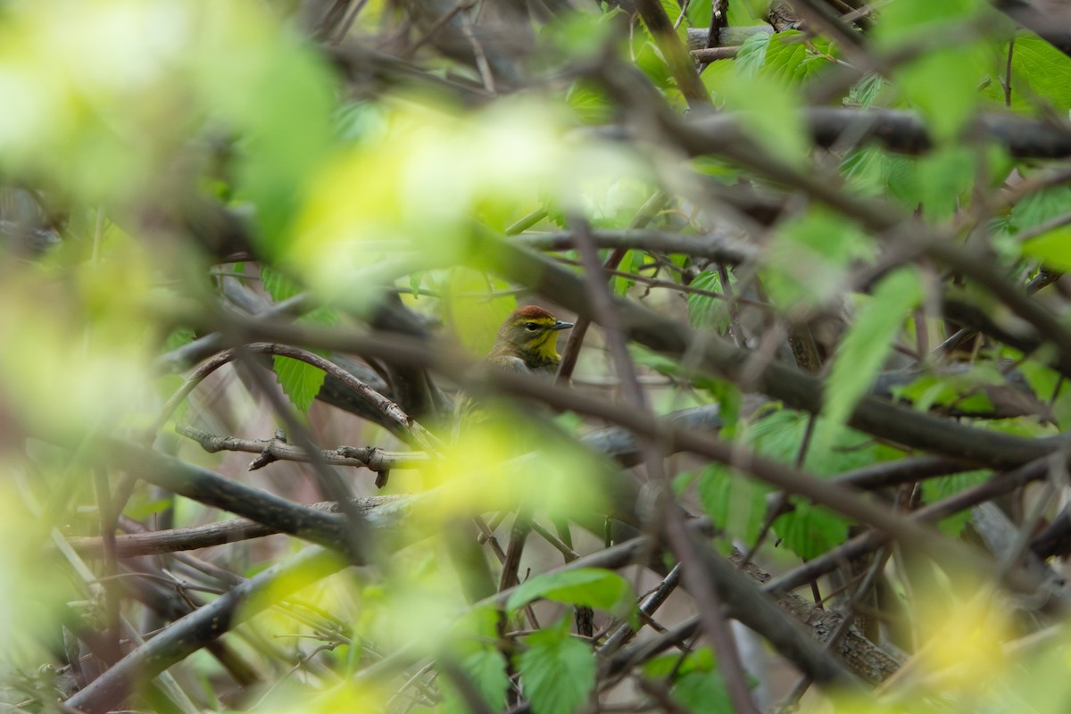 Пісняр-лісовик рудоголовий - ML622810067