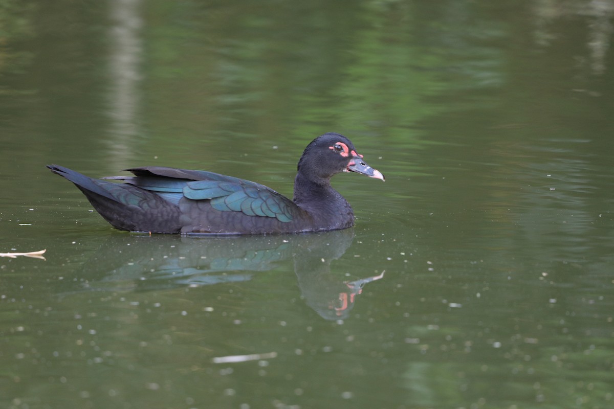 Muscovy Duck - Márcio Alves Cardoso