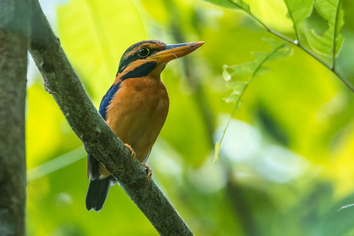 Rufous-collared Kingfisher - ML622810151