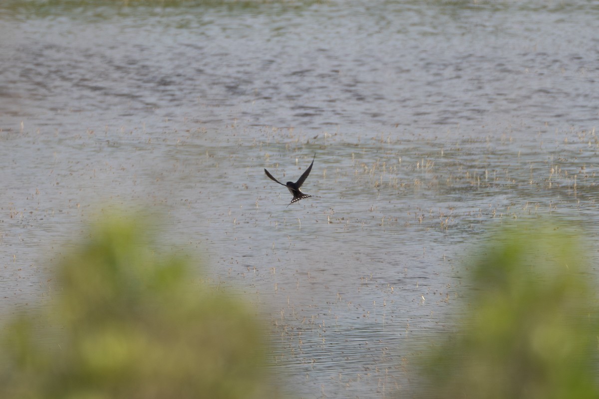 Northern Rough-winged Swallow - ML622810262