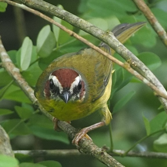 Chestnut-capped Warbler - ML622810263