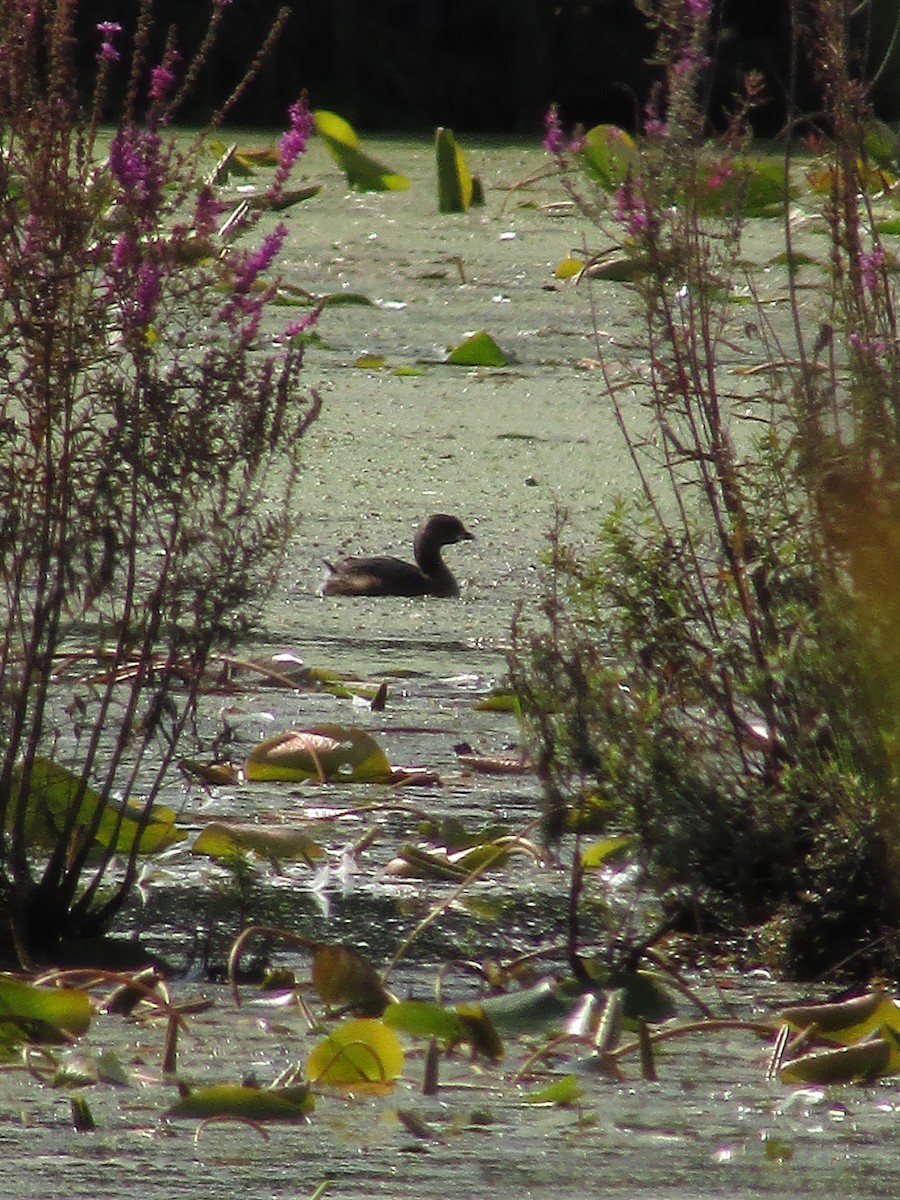Pied-billed Grebe - ML622810269