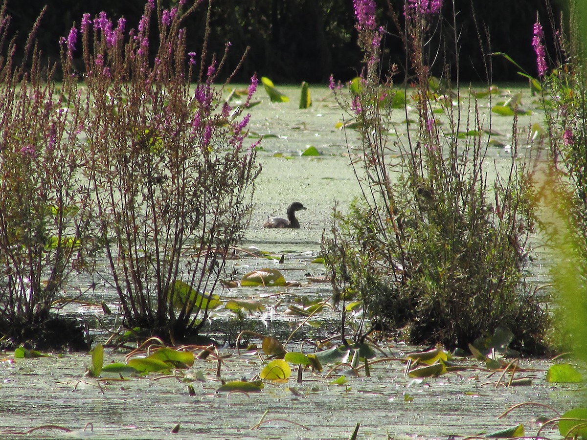 Pied-billed Grebe - ML622810270