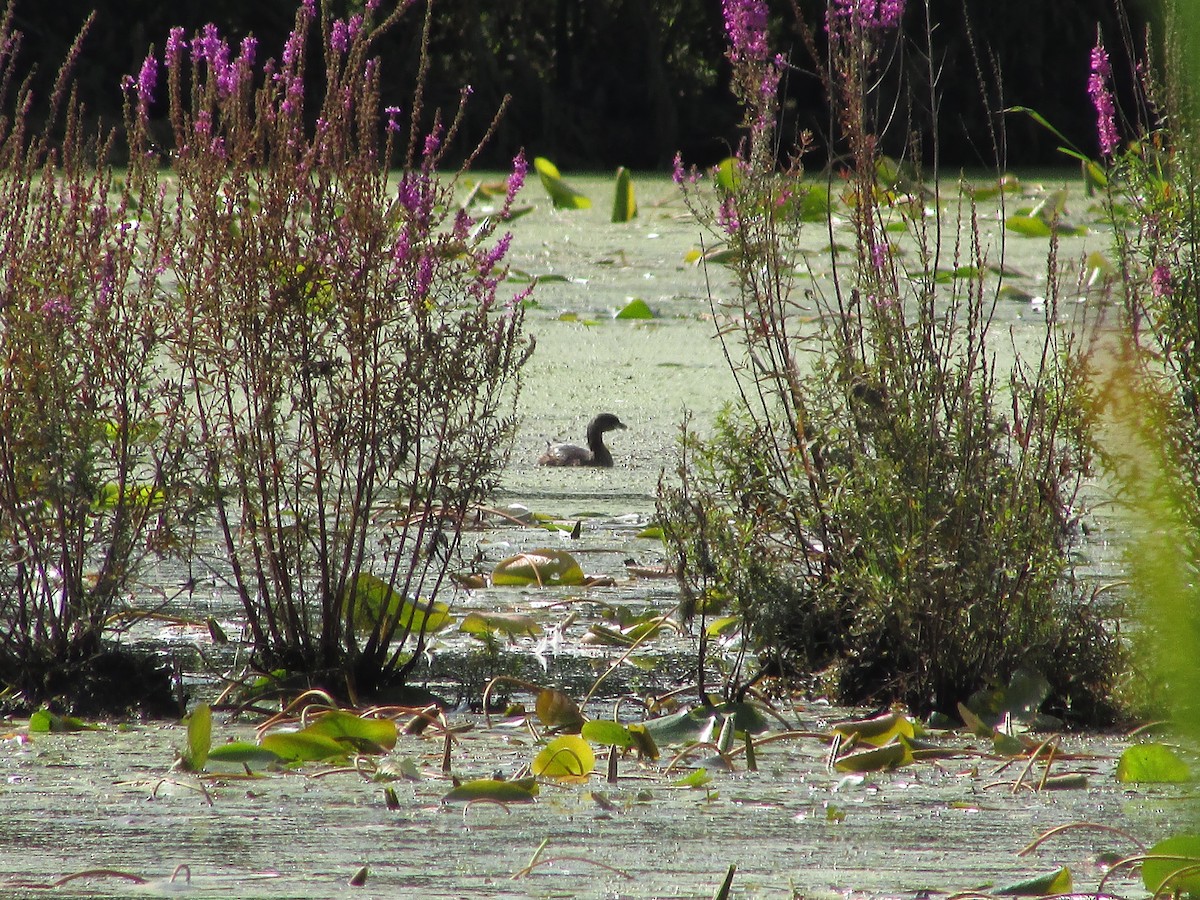 Pied-billed Grebe - Jenna Rupert