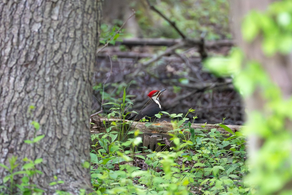 Pileated Woodpecker - ML622810274