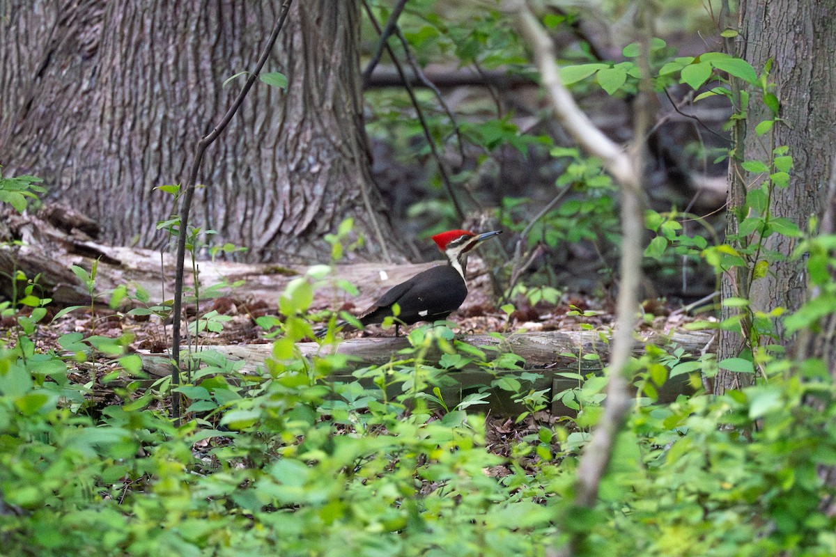 Pileated Woodpecker - ML622810275