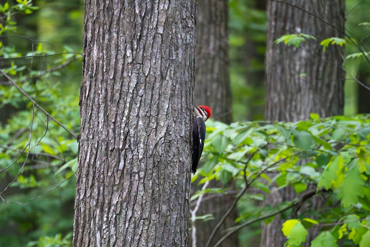 Pileated Woodpecker - ML622810276