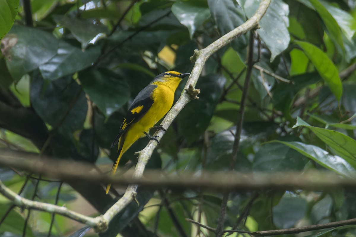 赤紅山椒鳥(speciosus群) - ML622810283