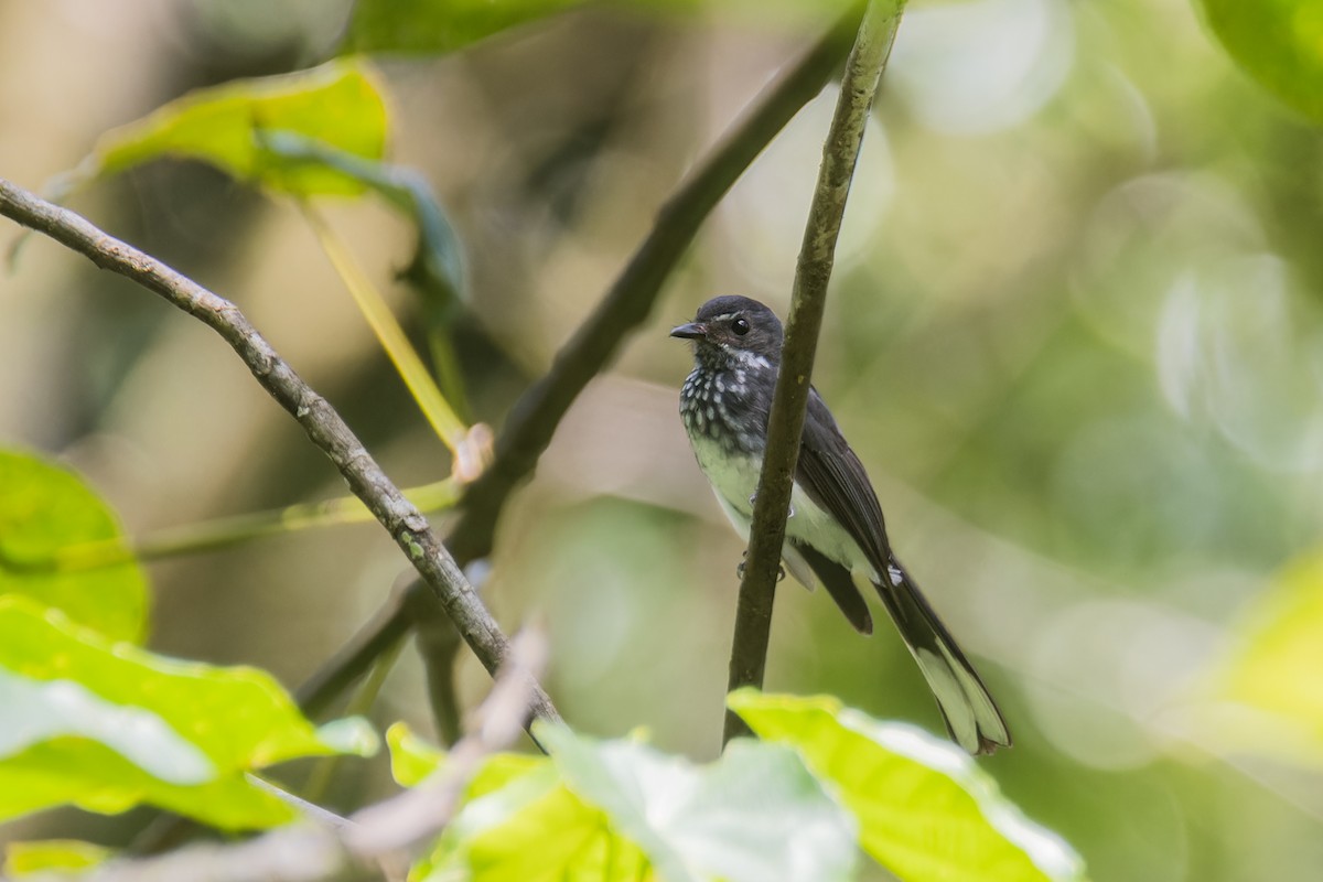 Spotted Fantail - ML622810295